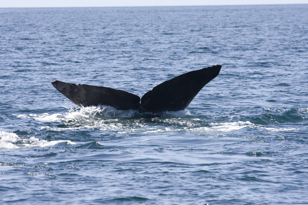 Photo Gallery – Gulf of California