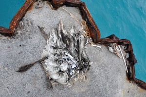 Here lies a dead albatross, with a stomach full of plastic out on Cargo Pier. While Dr. Hyrenbach at Hawaii Pacific University told us that there is no direct link between ingesting plastic and death, we all think these animals should not have to have stomachs full of plastic as a matter of course.