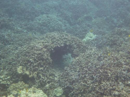 Coral