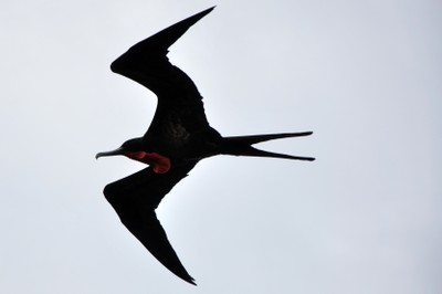 Male Great Frigatebird, distinguishable by the red pouch beneath his chin and neck. A view as this bird passed right over our group.