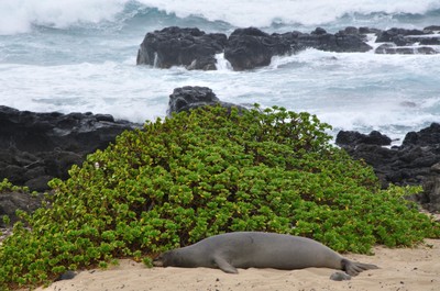 Our first Hawaiian monk seal, fat and happy