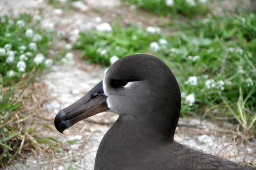 Now for a close-up of a black-footed albatross.
