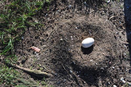 A somewhat common sight here on island: an abandoned nest cup and egg, surrounded by plastic bits. In this case, a lighter.