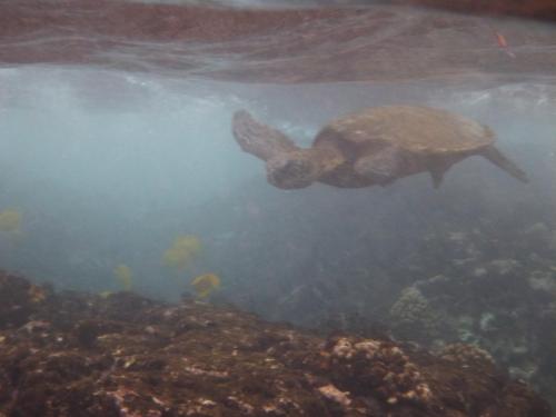 Honu_2