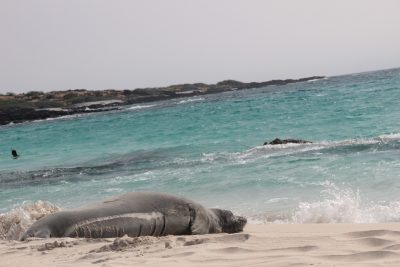 Resting Monk Seal