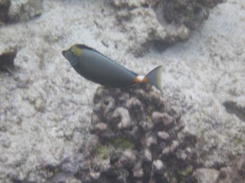 Orangespine Unicornfish