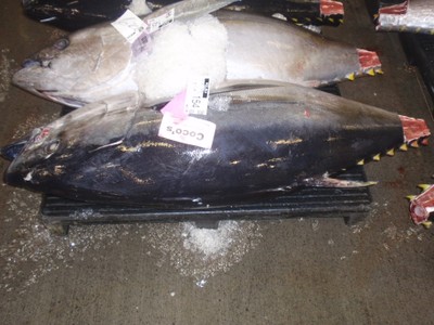 Bigeye tuna, sold, 154 lbs!