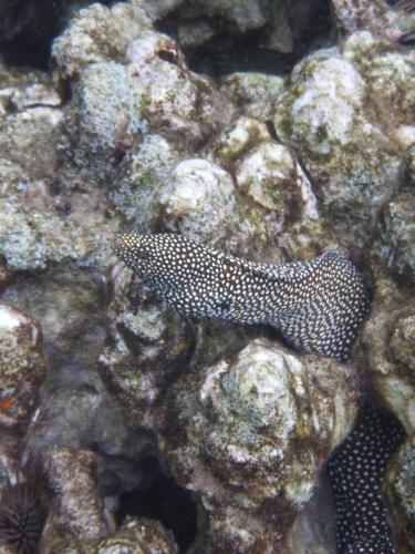 Whitemouth_moray
