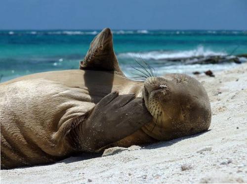 monk_seal