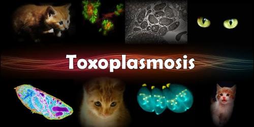 toxoplasma_soscary