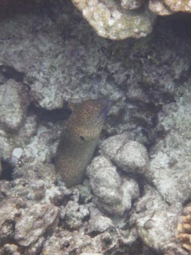 yellowmargin moray