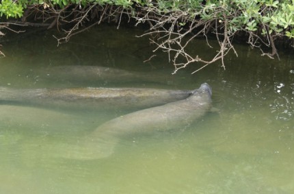 Florida Manatees and Electric Plants – Outdoor Devil