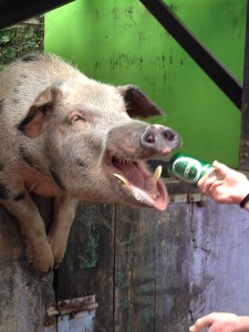 Feeding a can of O'Doul's to Gem, the hog.
