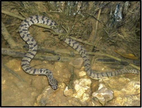 Dog-faced Water Snake