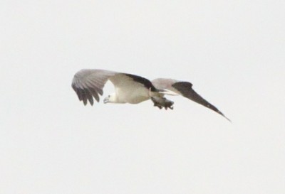 Fishing Eagle