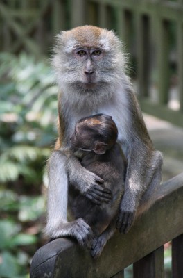 Mama Macaque