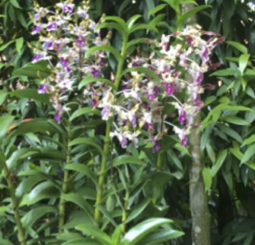 Obama's orchid