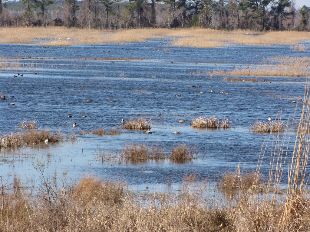 Duck Tornadoes and Cypress Knees – Water & Peace